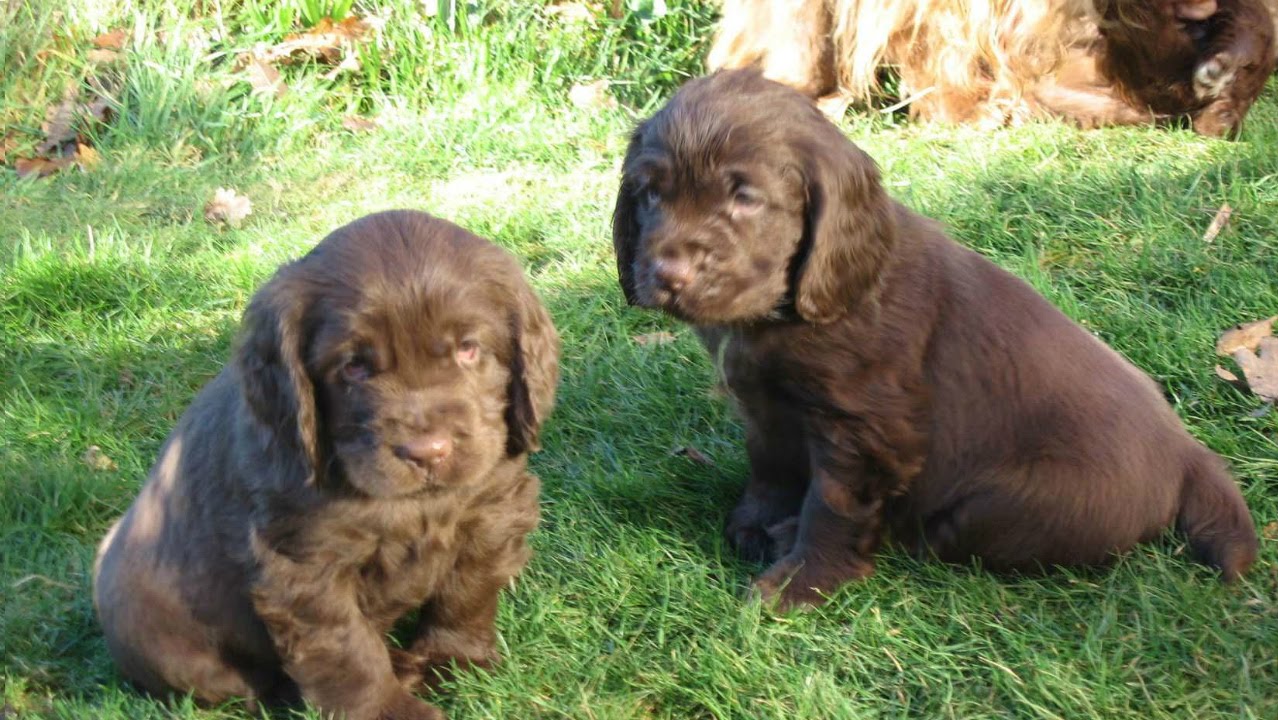 Sussex Spaniel puppies