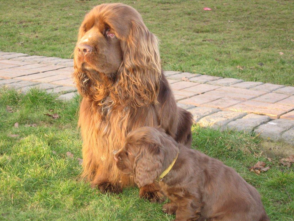 Sussex Spaniel and Puppy