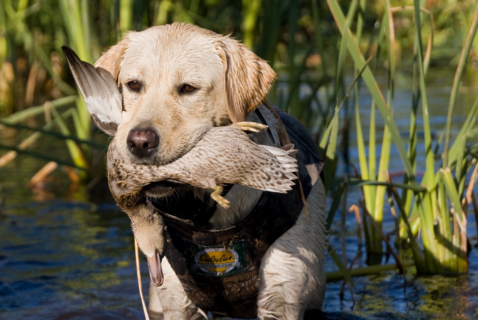 Labrador Retriever na polowaniu