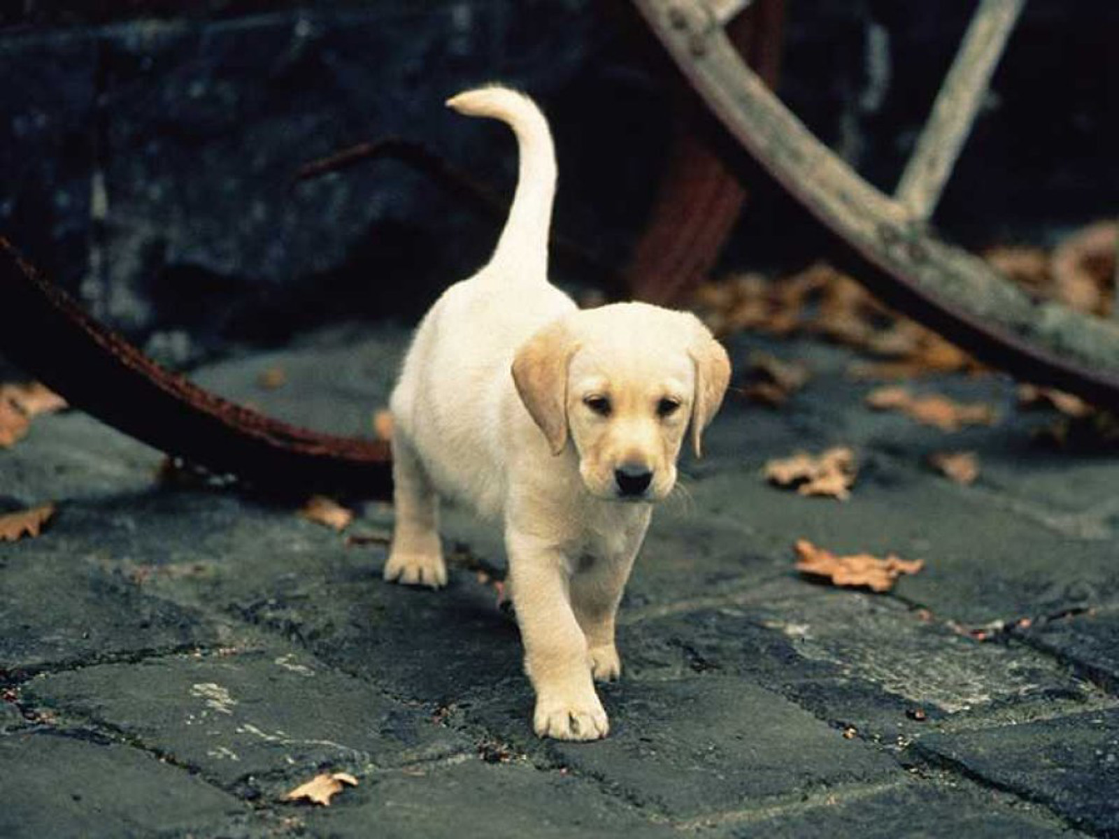 Puppy Retriever Labrador