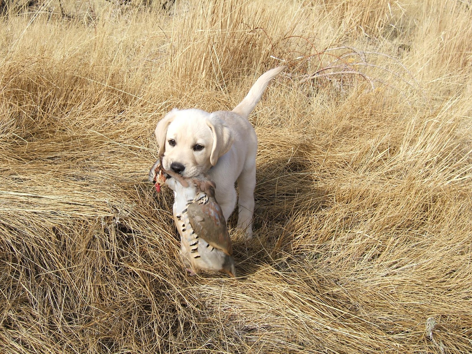 Labrador Retriever Welpen lernen zu jagen