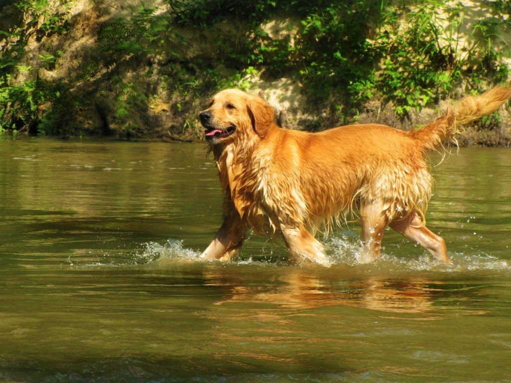 Golden Retriever runs along the creek