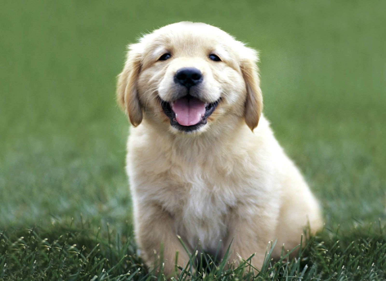 I-Golden Retriever Puppy