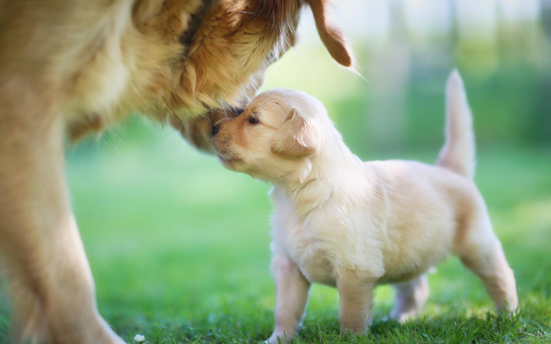 Puppy Golden Retriever mat der Mamm