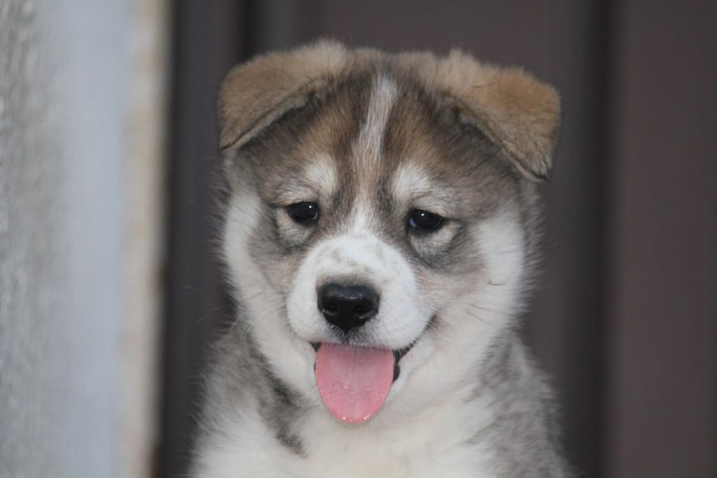 Zapadno-Sibirski haski štene
