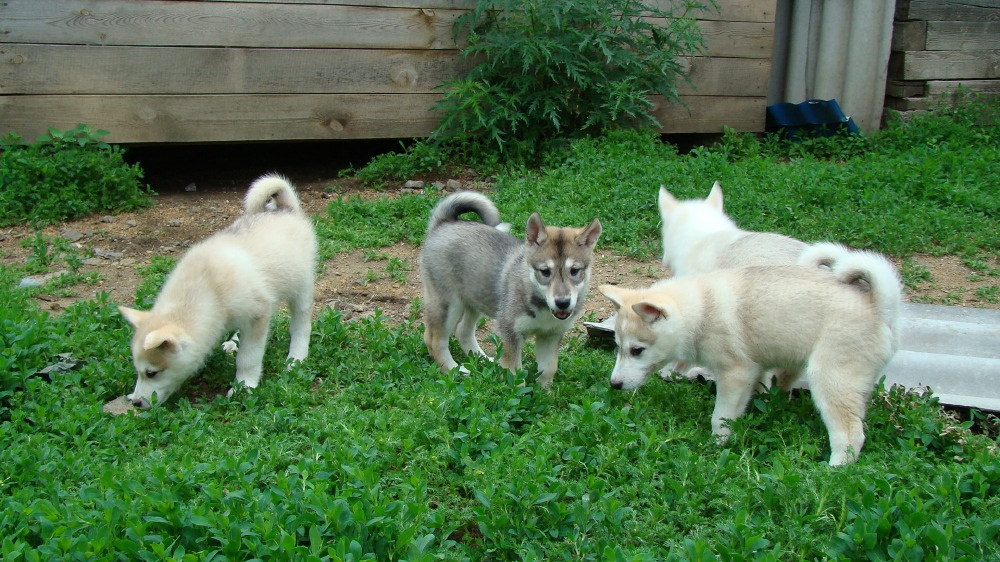 Δυτικά Σιβηρίας Husky Puppies