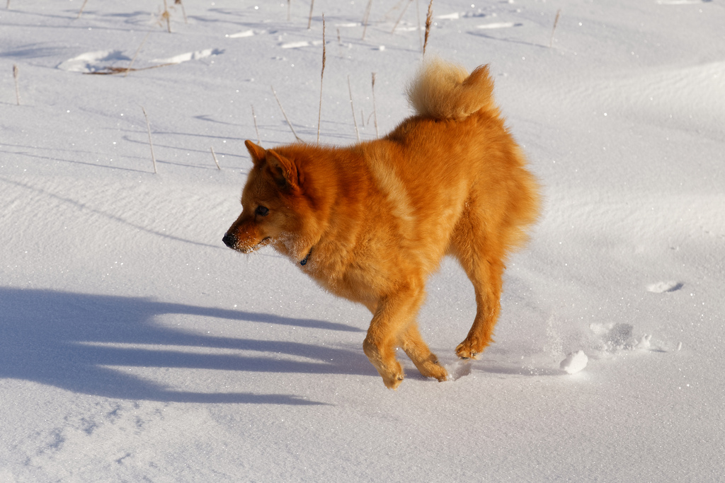 Karelo-Φινλανδική husky στο χιόνι