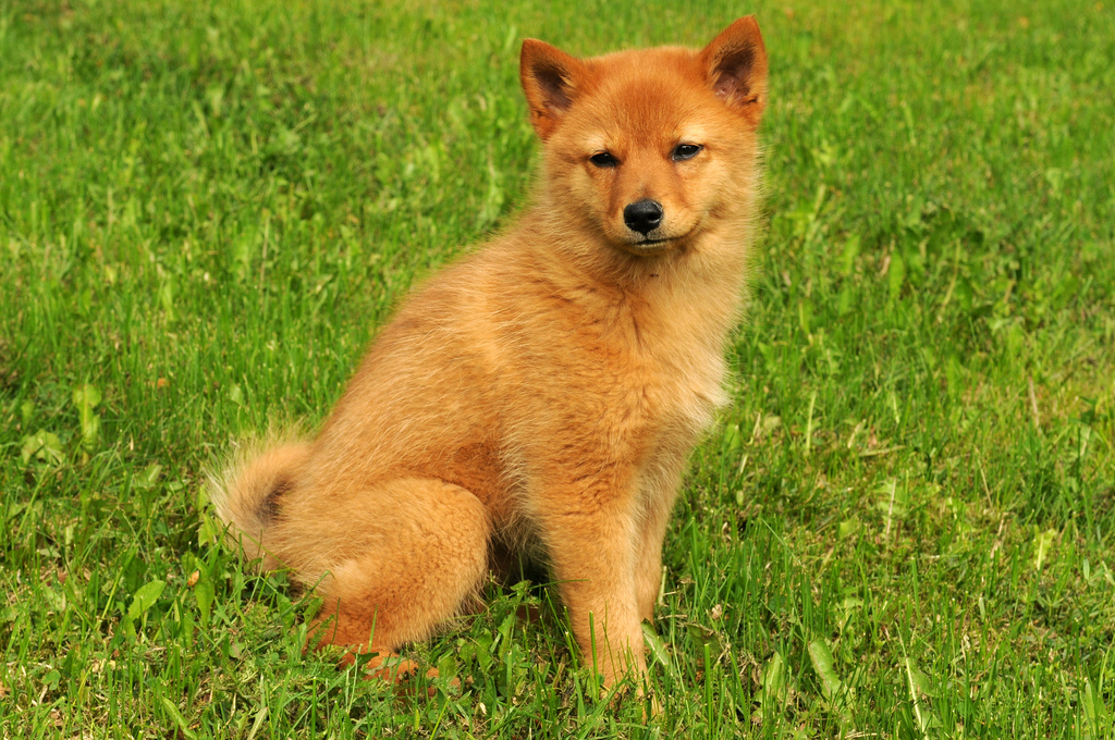 ลูกสุนัข Karelian-Finnish แหบแห้ง