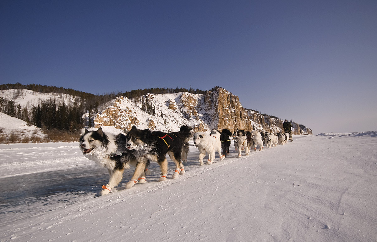 Huskies de trineu de Yakut