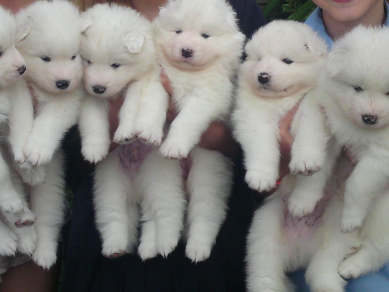 Samoyed puppies: foto