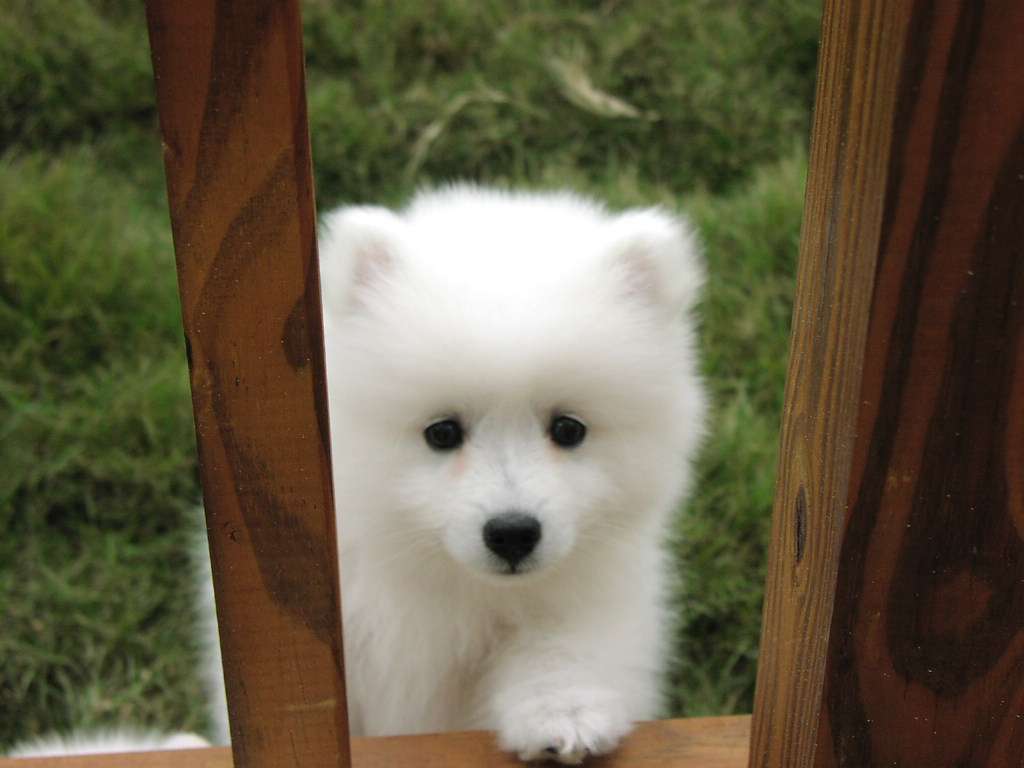Foto anak anjing Samoyed husky