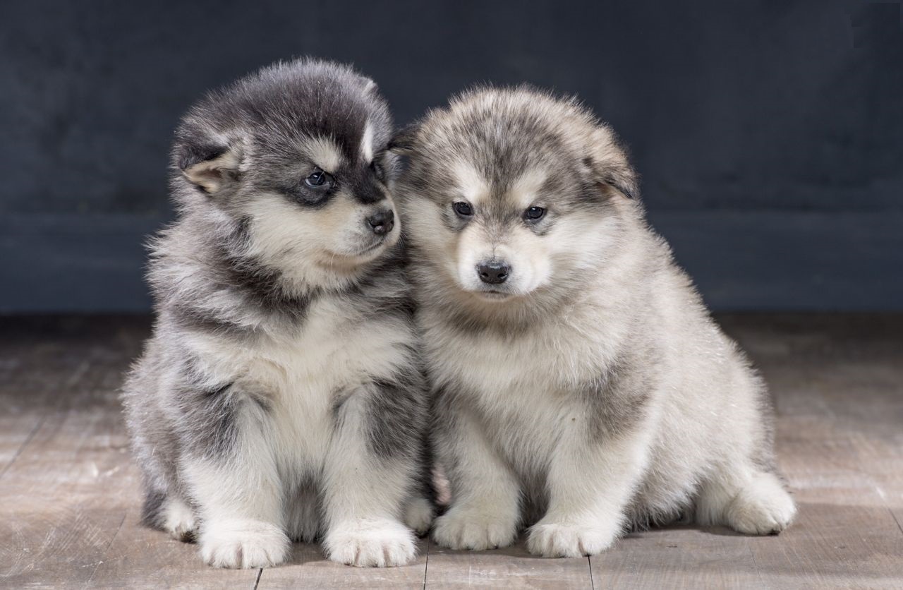 Puppies Alaskan Malamute