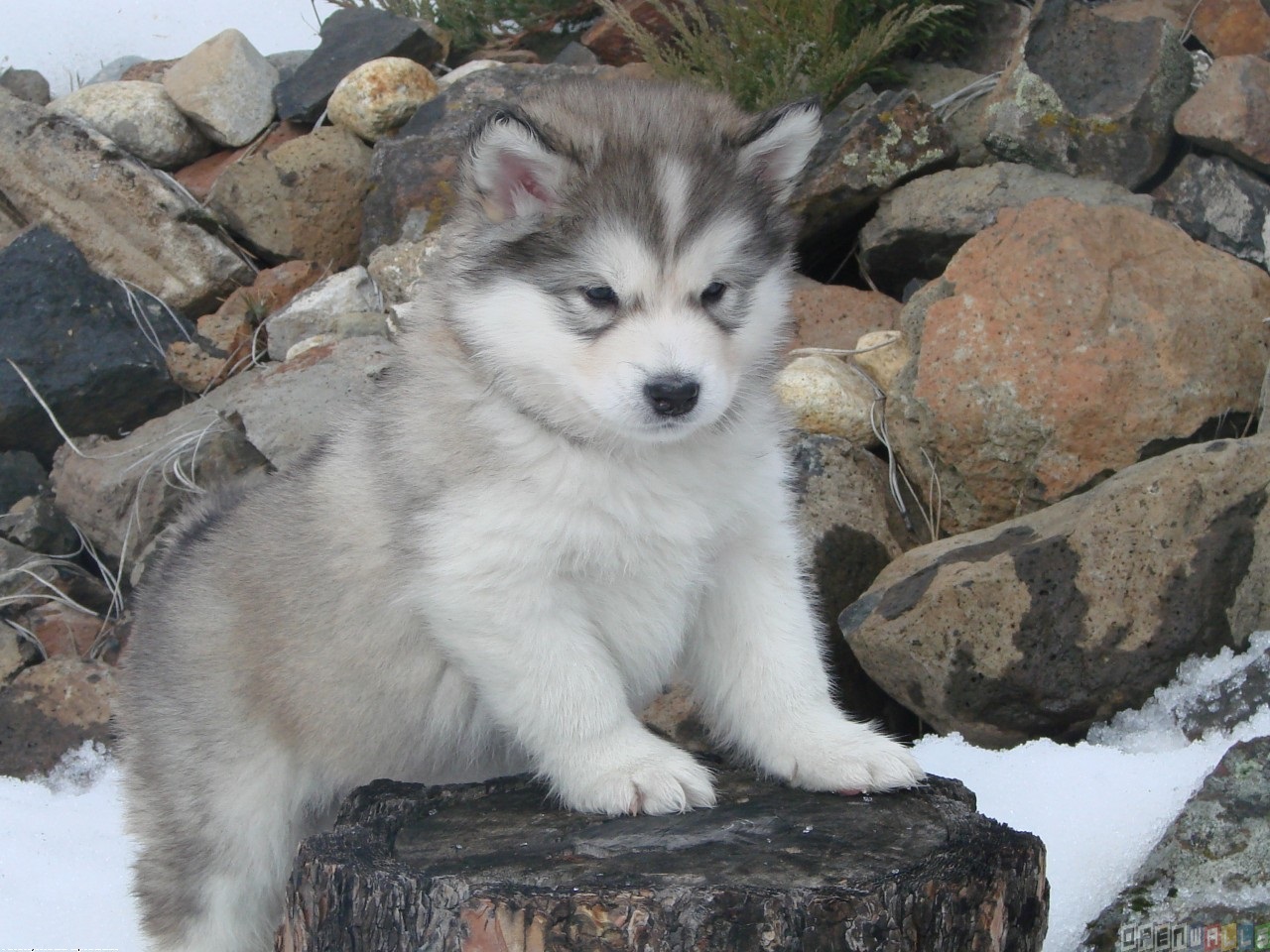 Puppy Alaskan Malamute