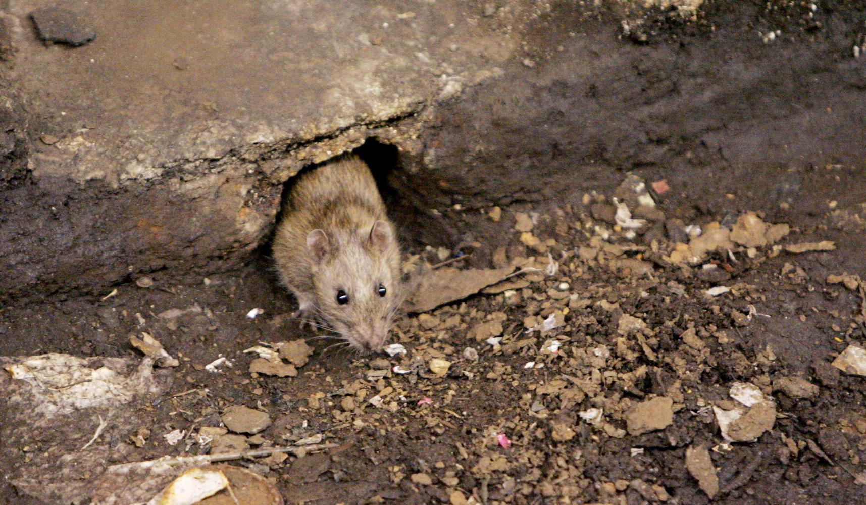 Rat have burrow