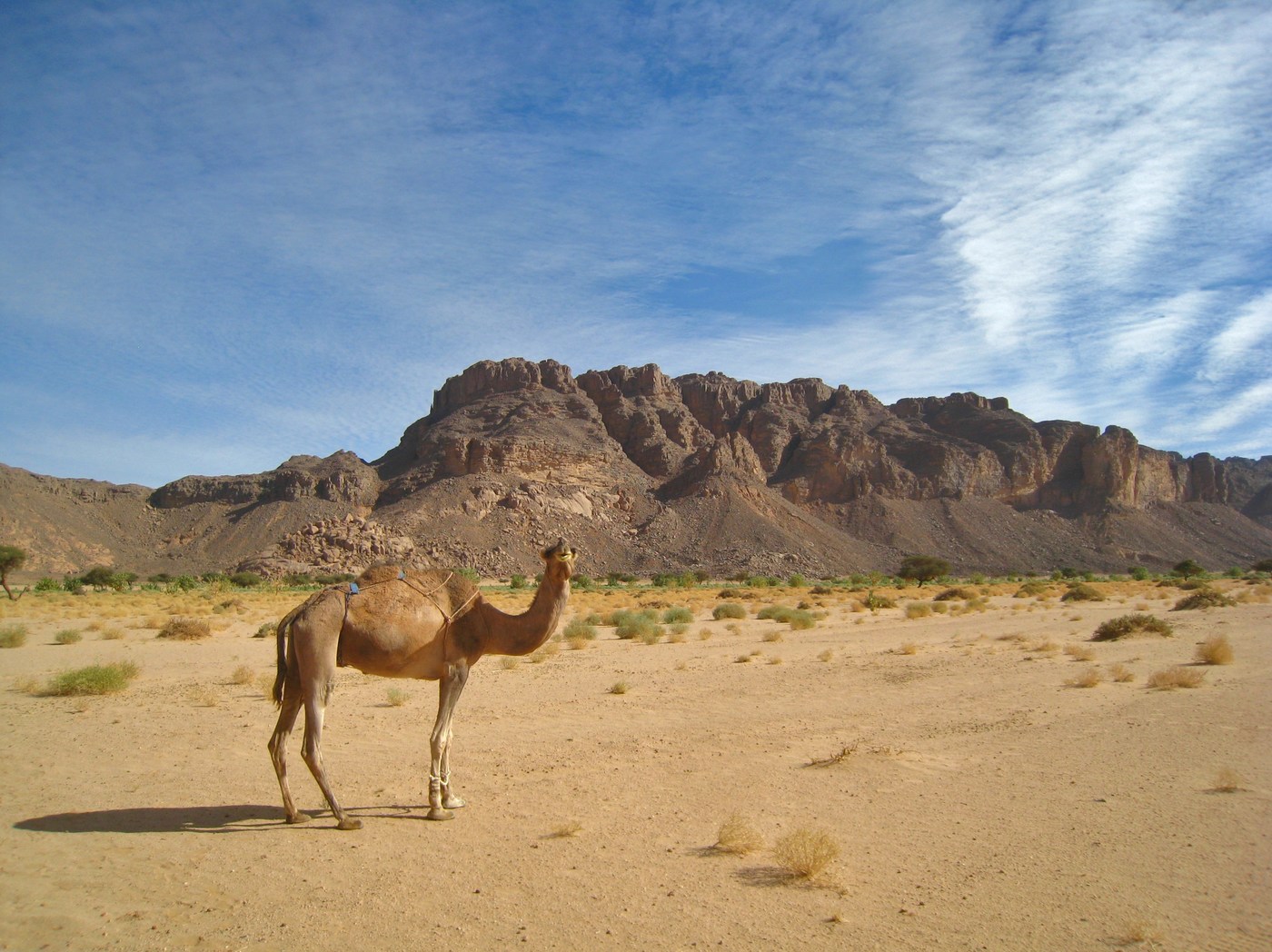 De foto is gemaakt in de Saharay, in het gebied van het Tassilin-Adjer Plateau, in het zuidoosten van Algerije.
