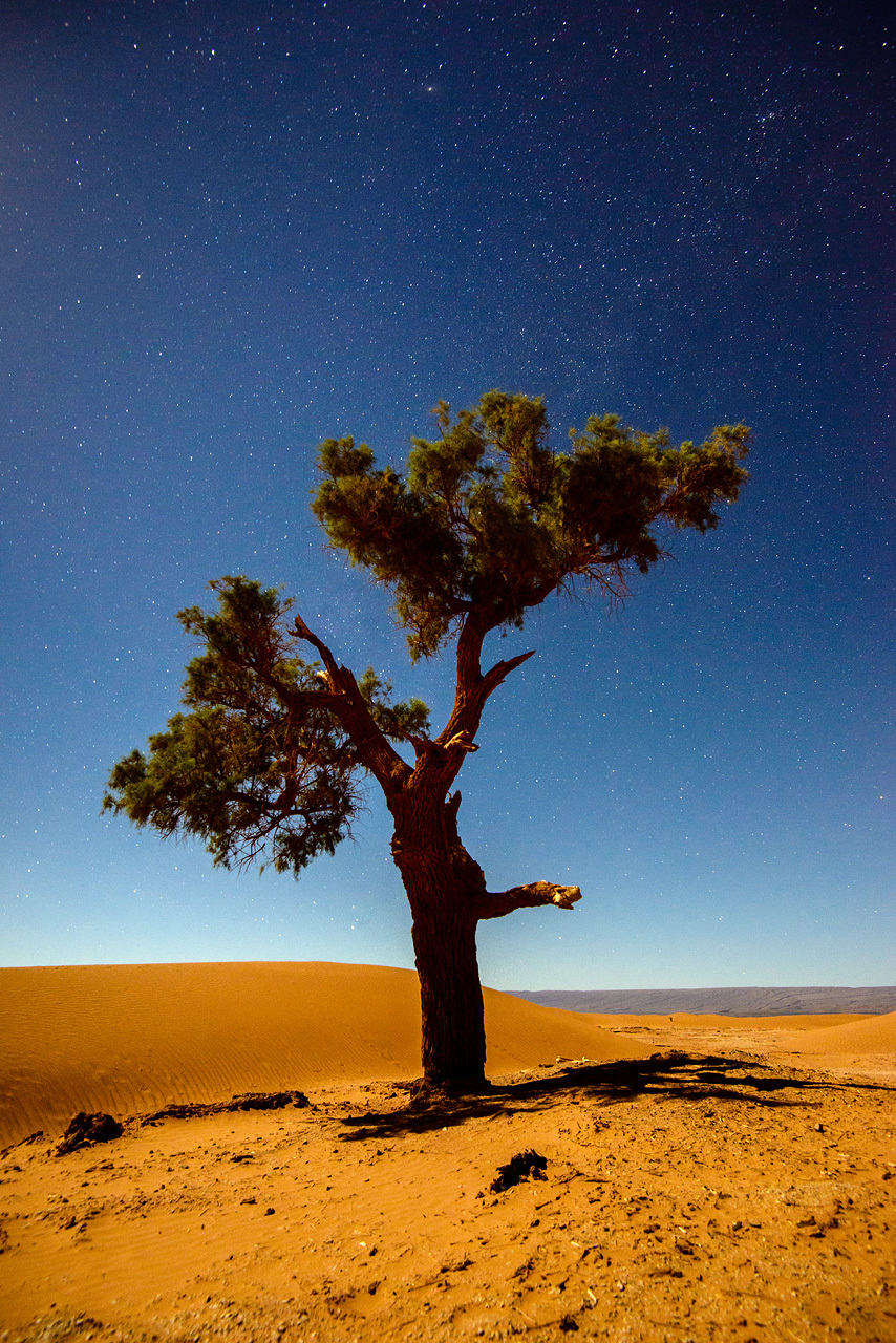 Osamelý strom v Sahare, Maroko