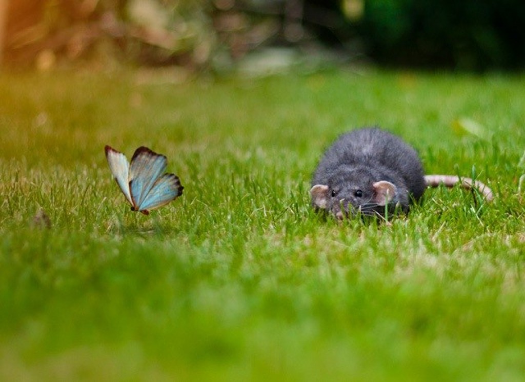 Foto's van ratten en vlinders