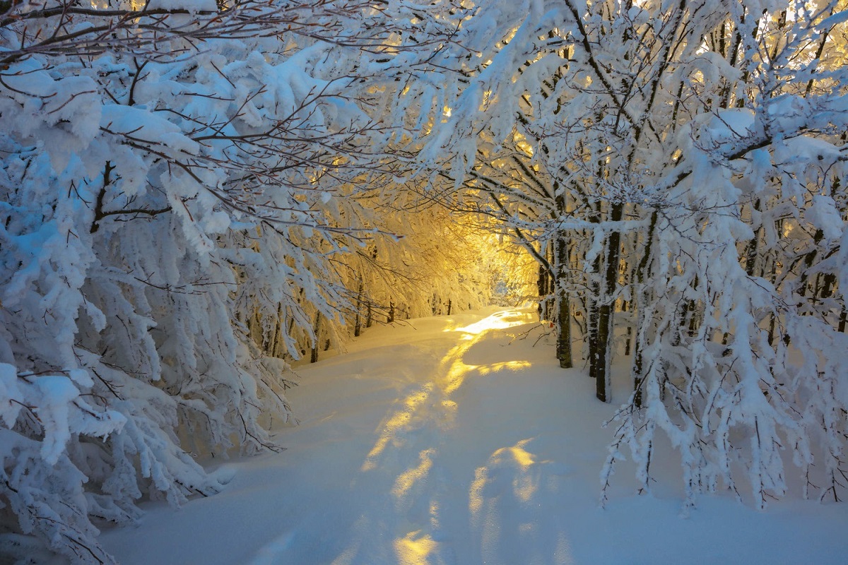 ზამთრის ლამაზი ფოტო: გაყინული ხეების გვირაბი
