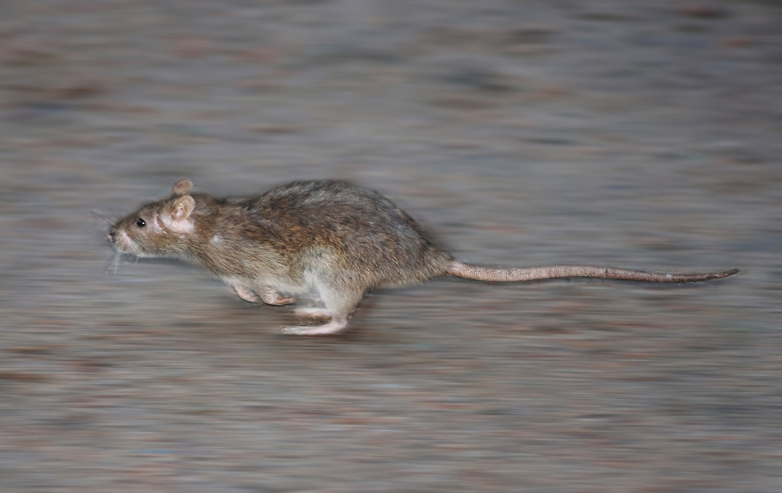 Running rat