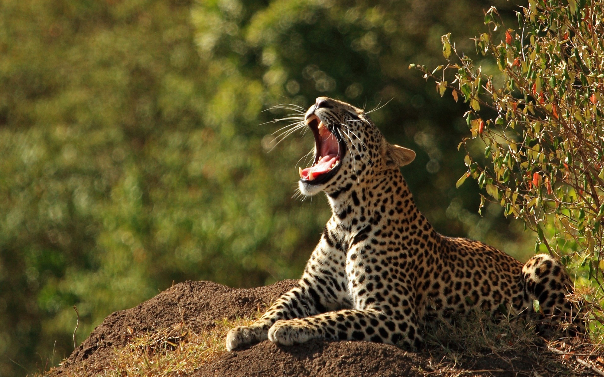 Leopard is yawning