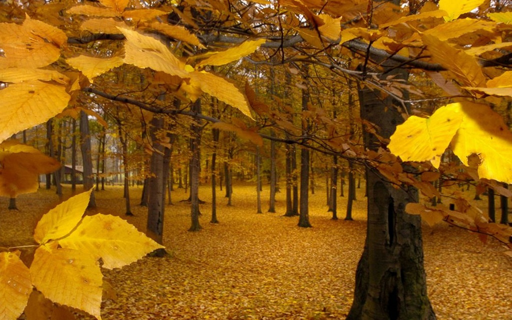 Golden forest in autumn