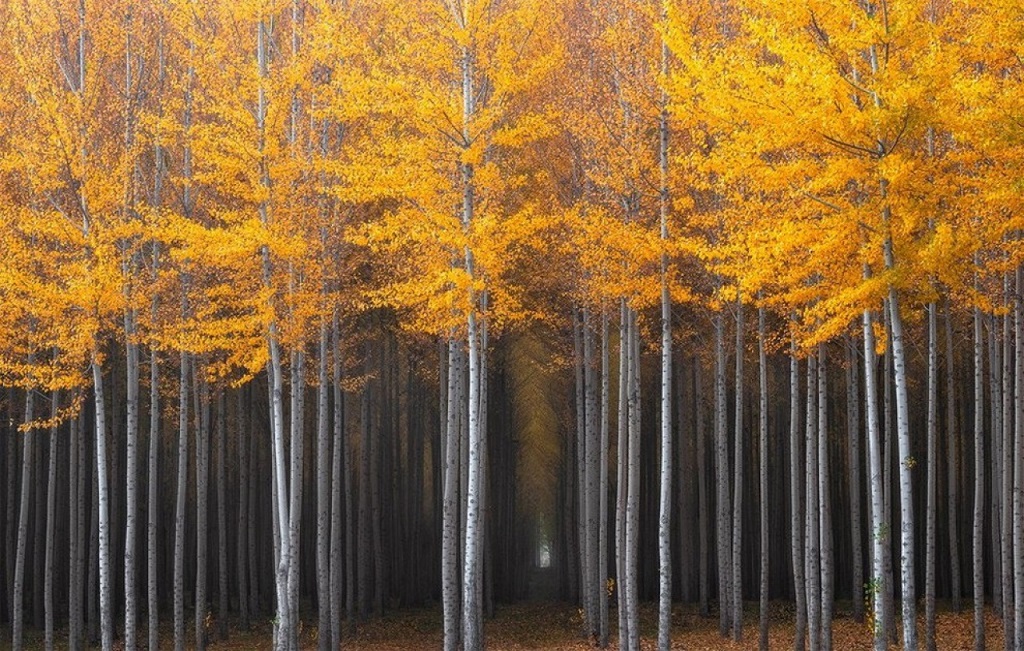 Золота осінь: жовтий посаджений ліс