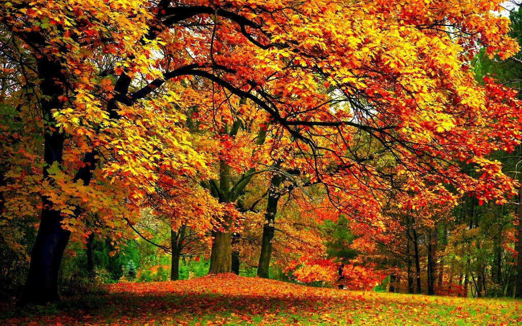 Golden autumn in the park, beautiful photo