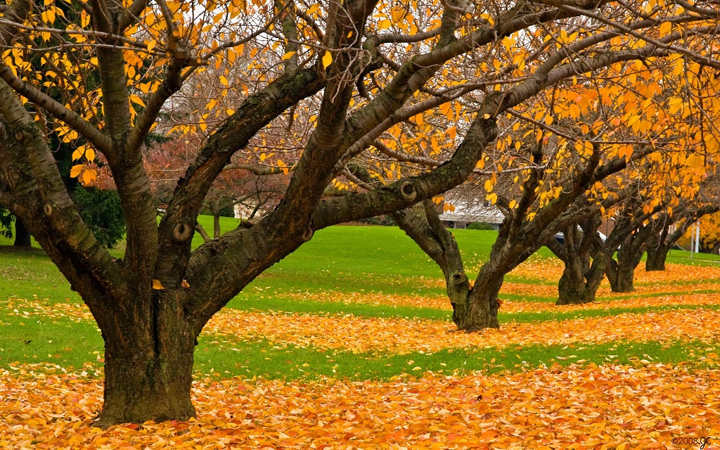 Золота осінь в міському парку