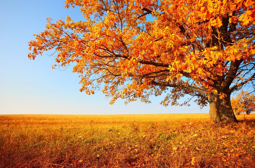 Arbre solitaire dans un champ automne doré