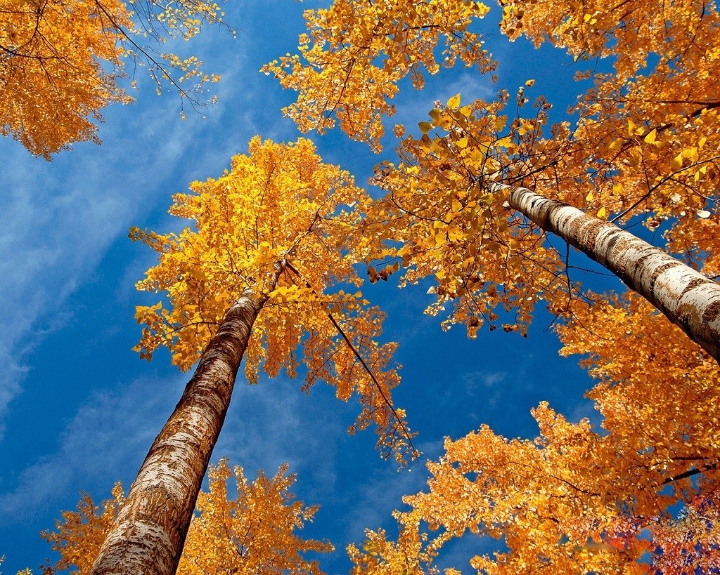 Złota jesień: żółte liście i błękitne niebo