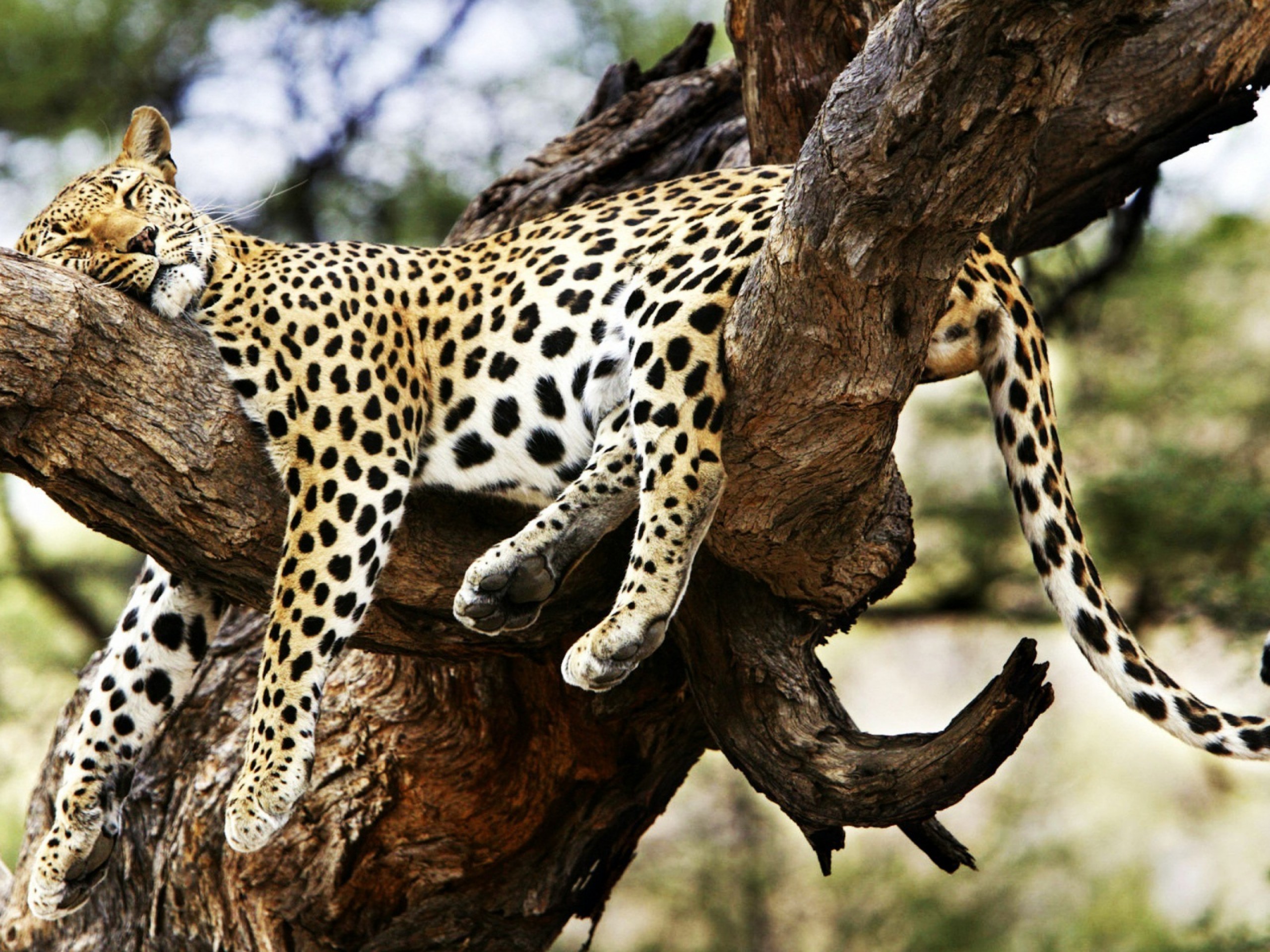 Photo of a leopard on a tree