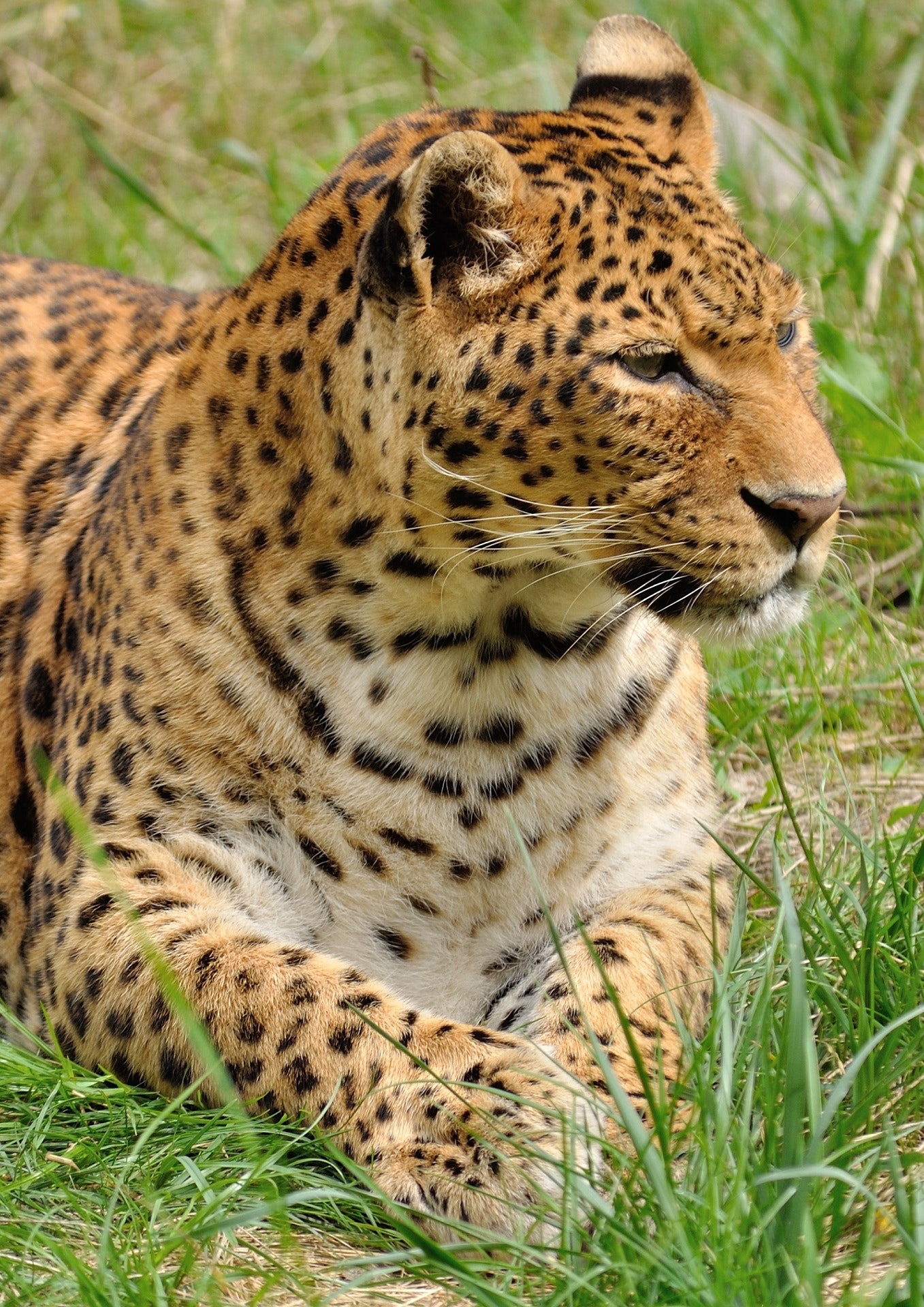 Leopardas