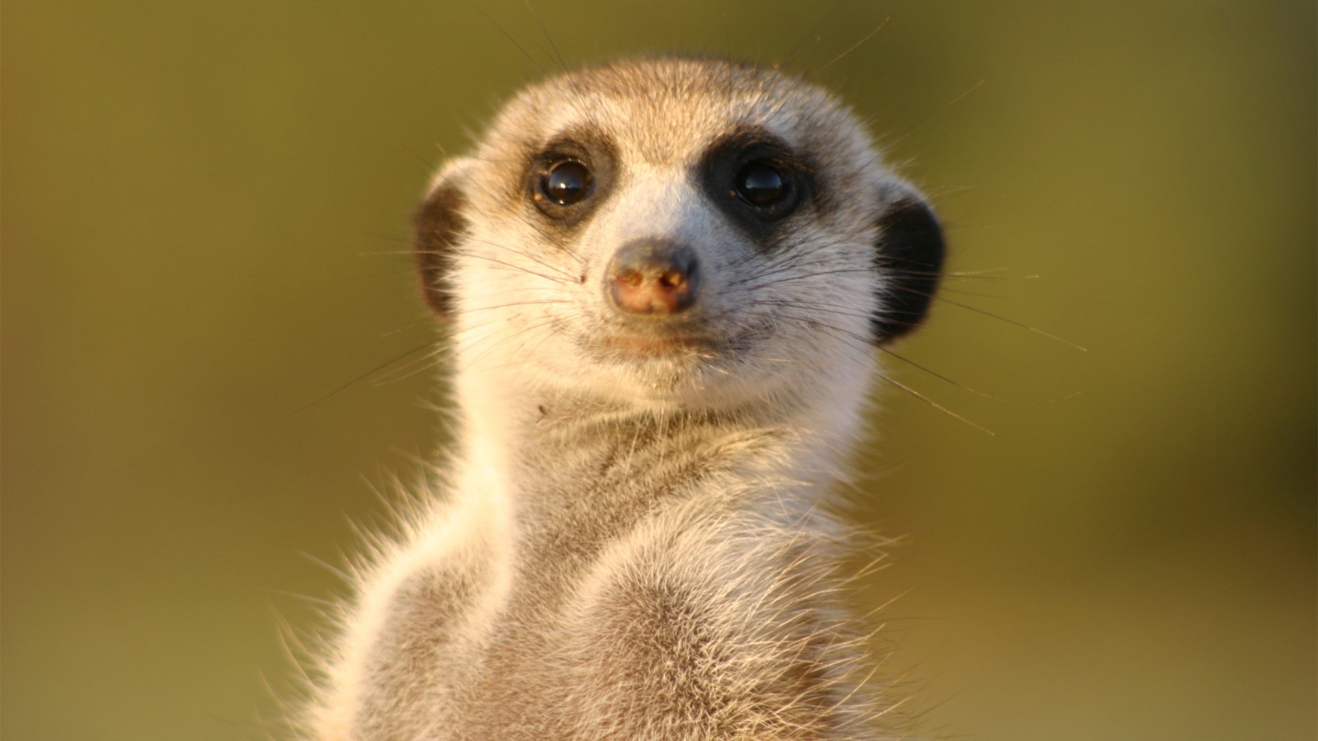 Meerkat muzzle