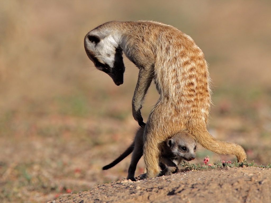 Mom meerkat with cub