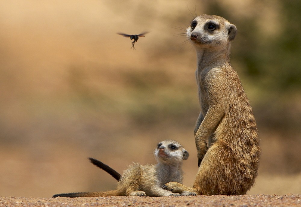 Mom meerkat with baby study beetle