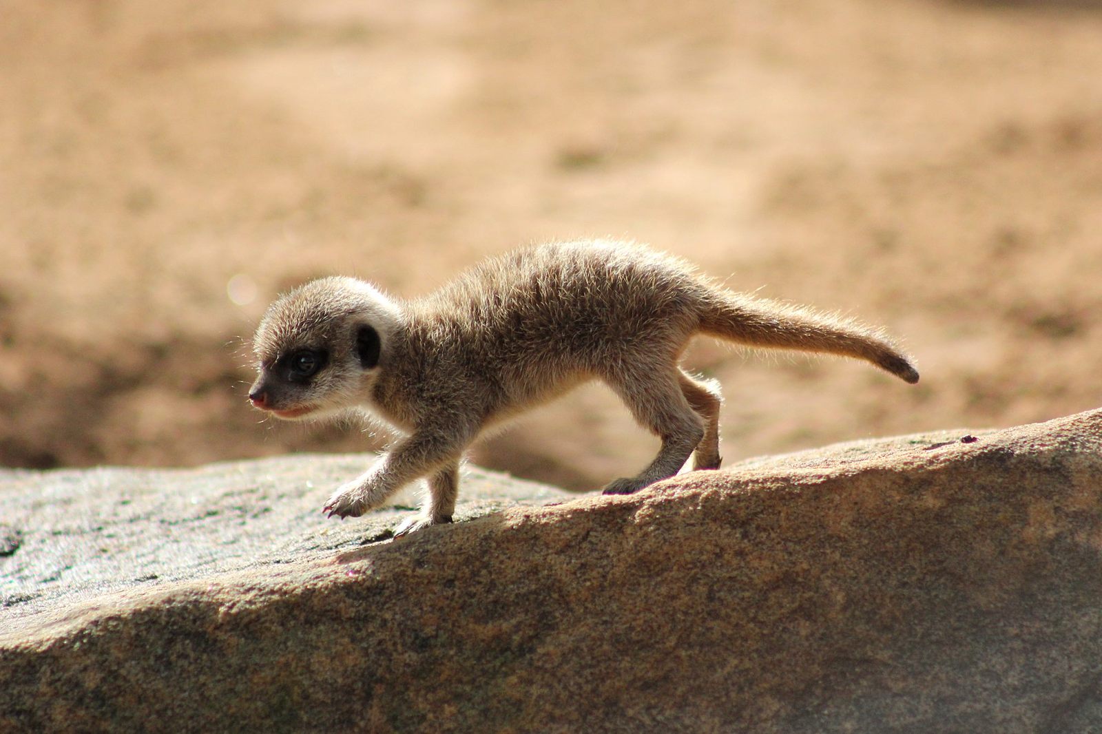 Μωρό meerkat