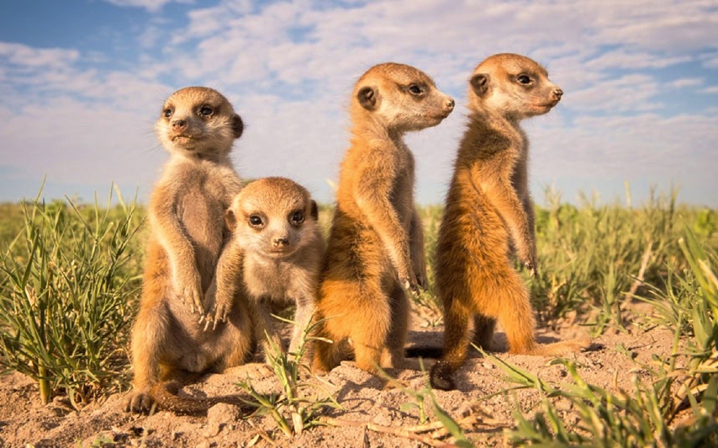 Small meerkats