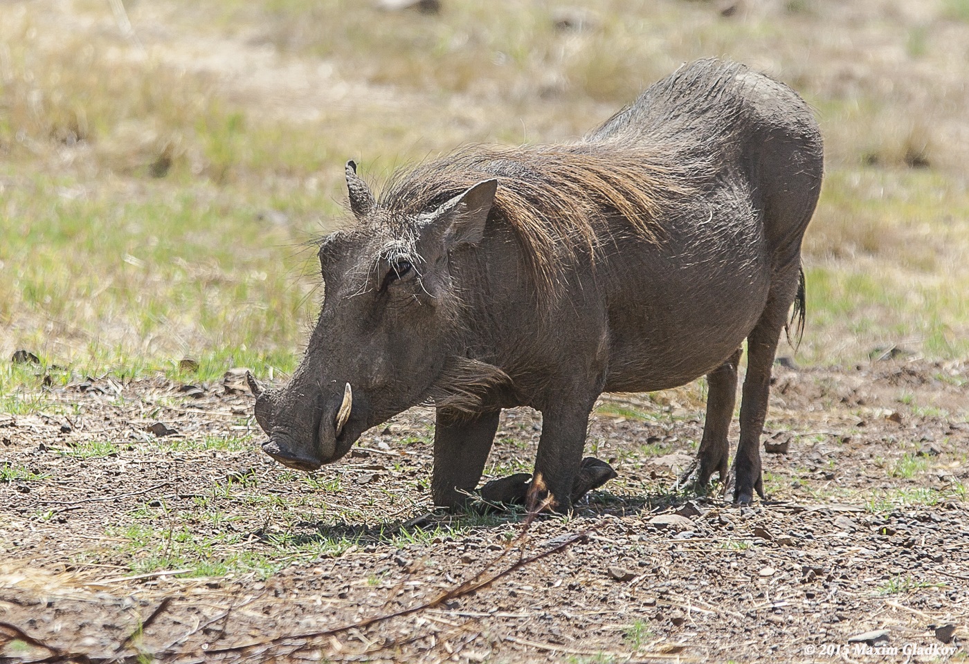 Warthog grazing kneeling, South Africa, October 2015