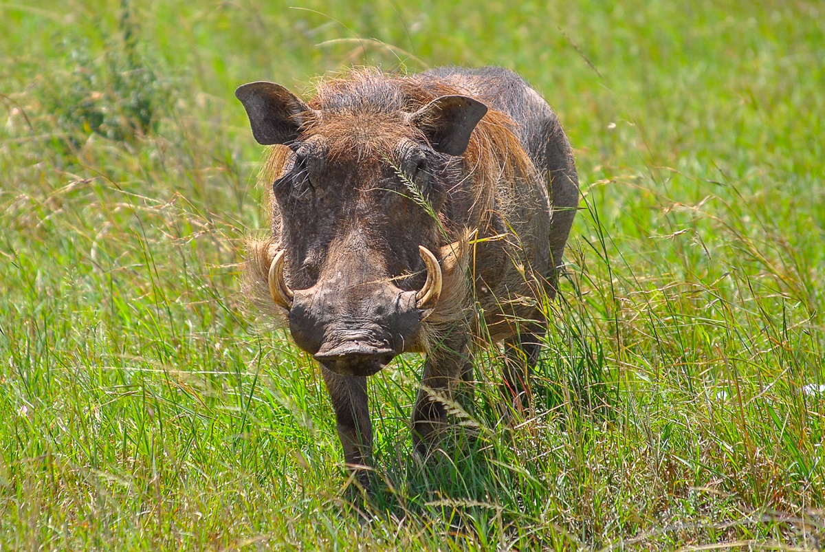 Warthog in the grass, nature of South Africa