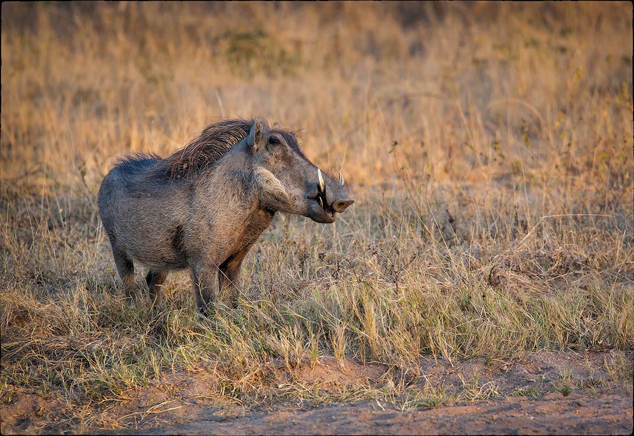 Warthog cautiously looks at young hyena, but does not run away