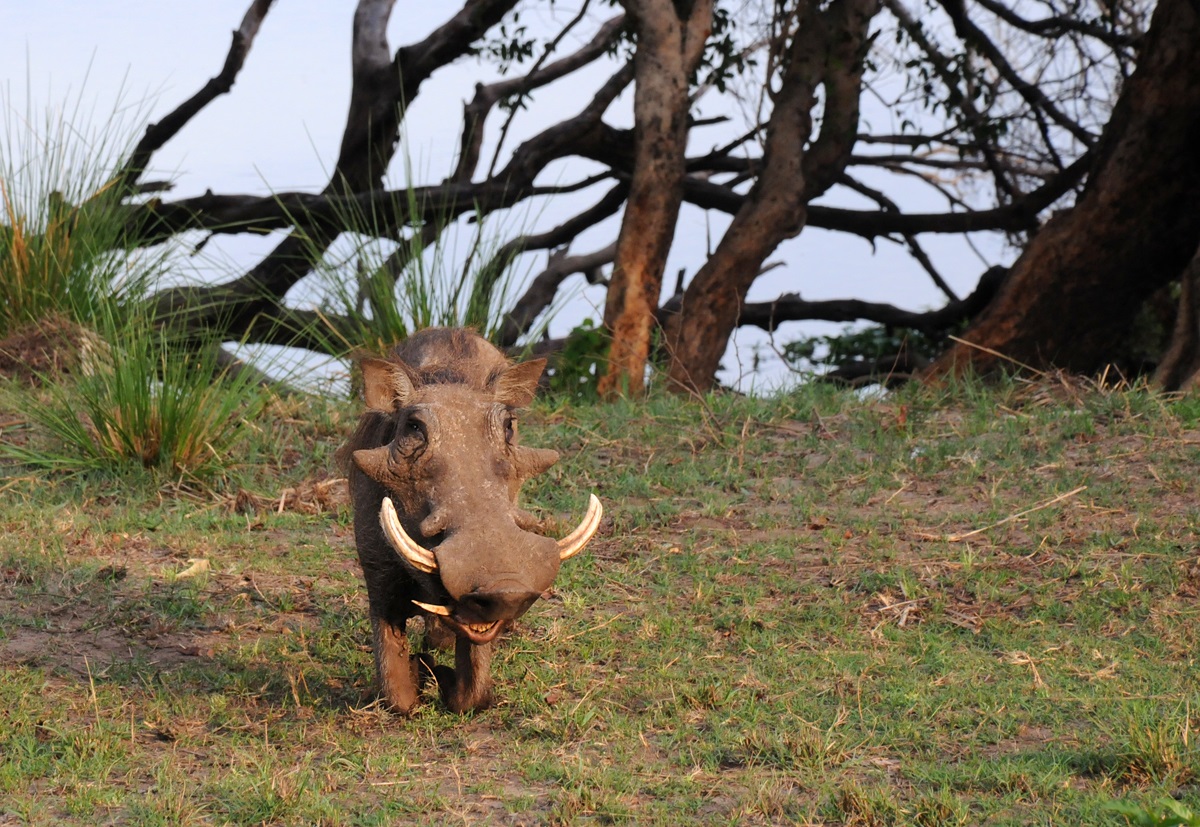 Warthog, photo taken in Zimbabwe