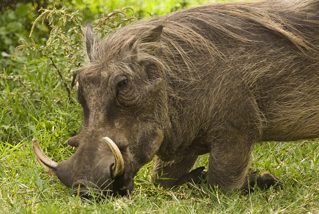 Warthog eating grass leaning on his knees