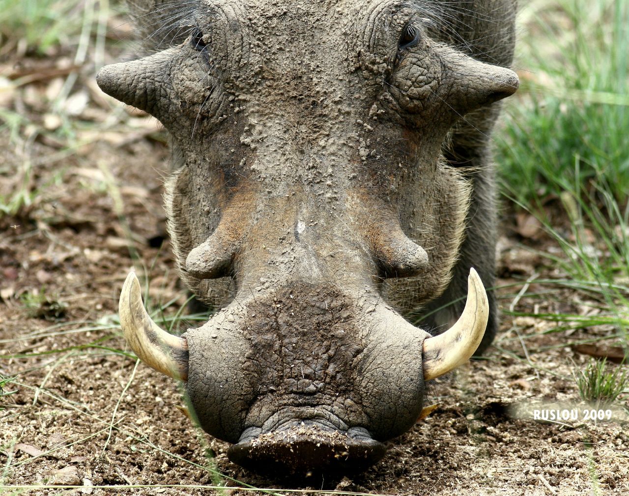 Warthog grazing, front view