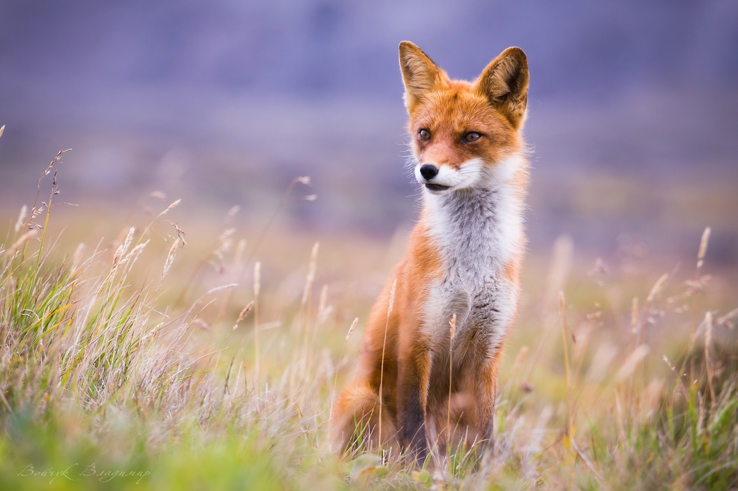 Шикарная рыжая лисичка фото