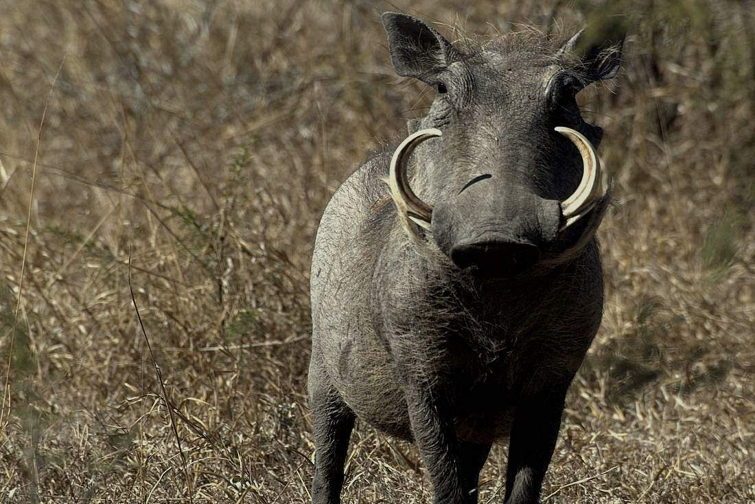 Warthog attentively studies the photographer.