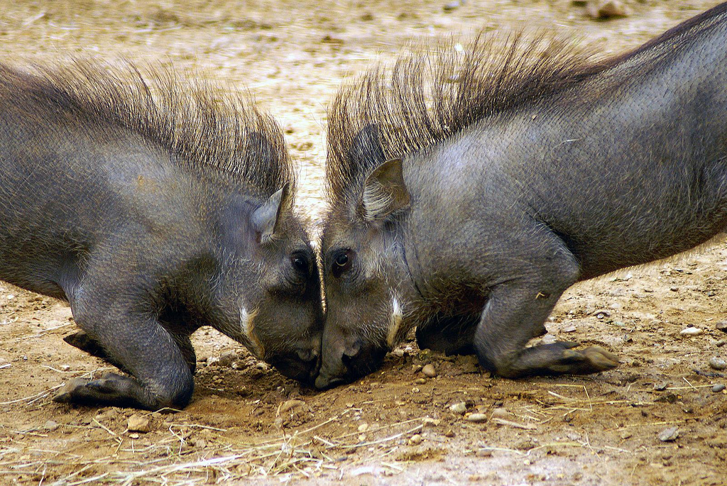 Warthog samce podczas rytualnej walki