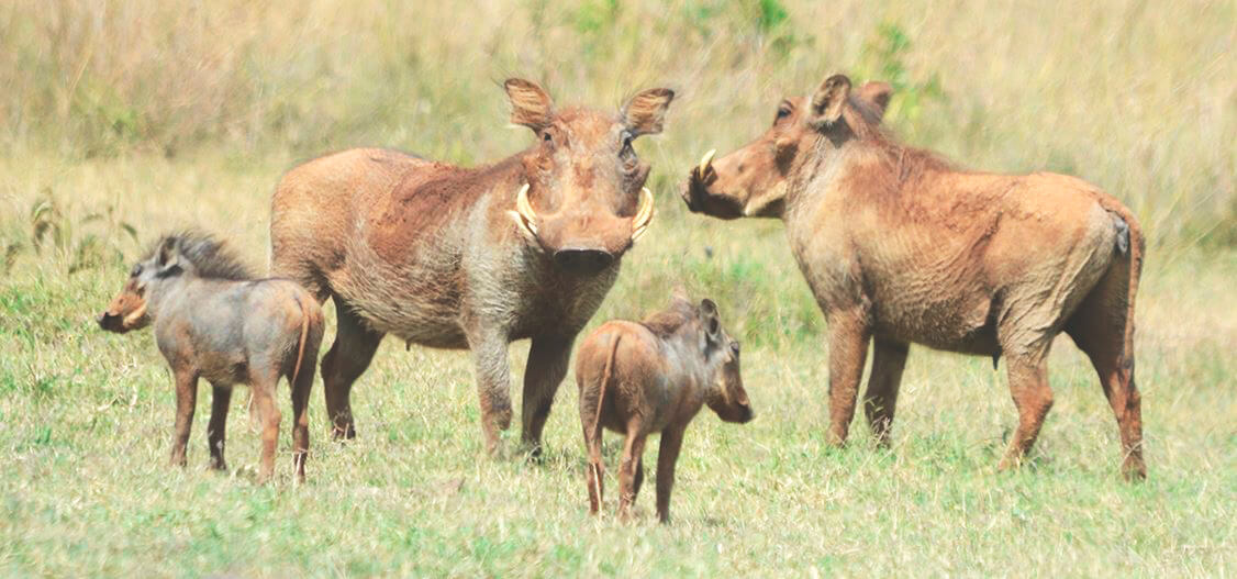 Warthogs ជាមួយ piglets