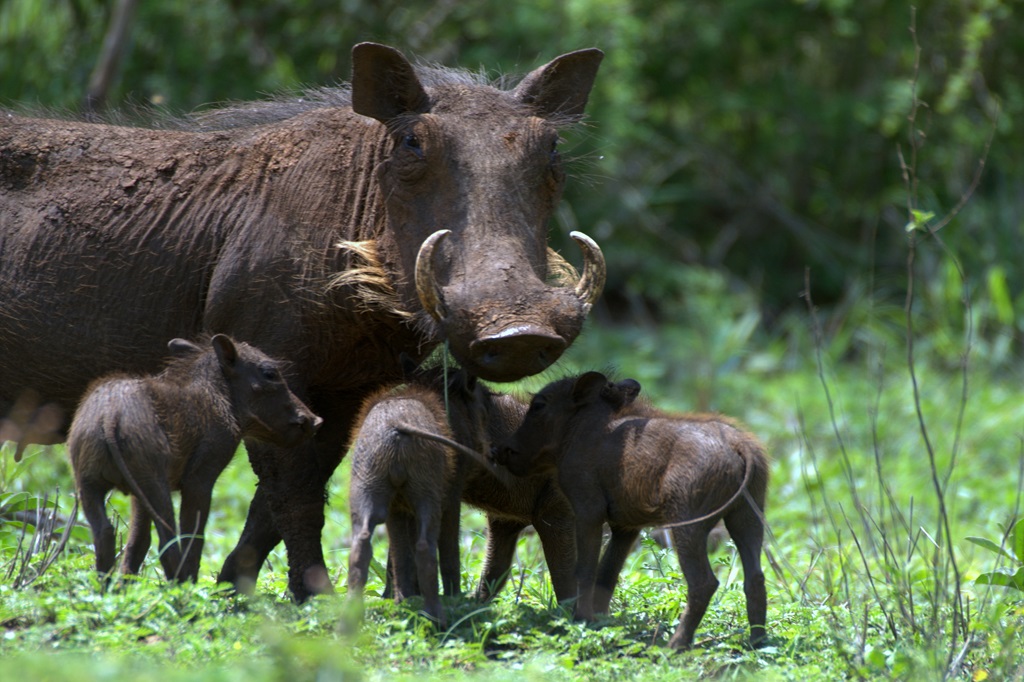 Warthog warthog pẹlu piglets