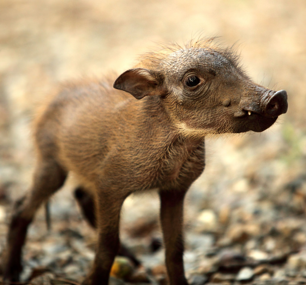 Warthog pig