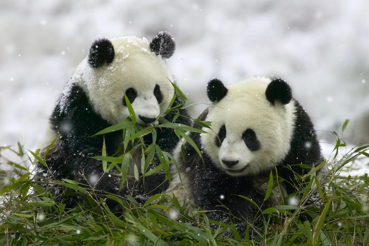 Panda: qışda zooparkda böyük panda şəkli